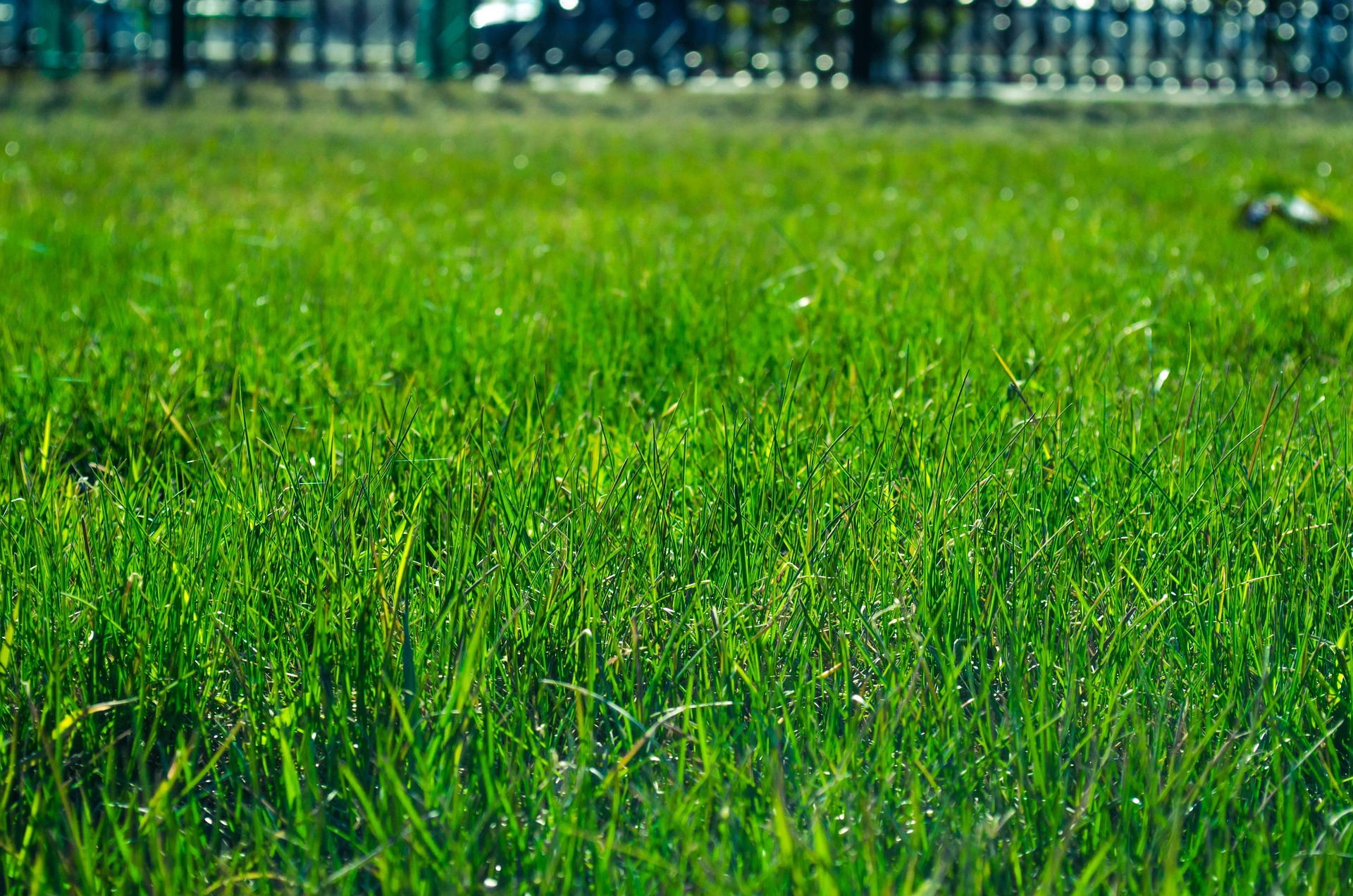 Lush green lawn close-up
