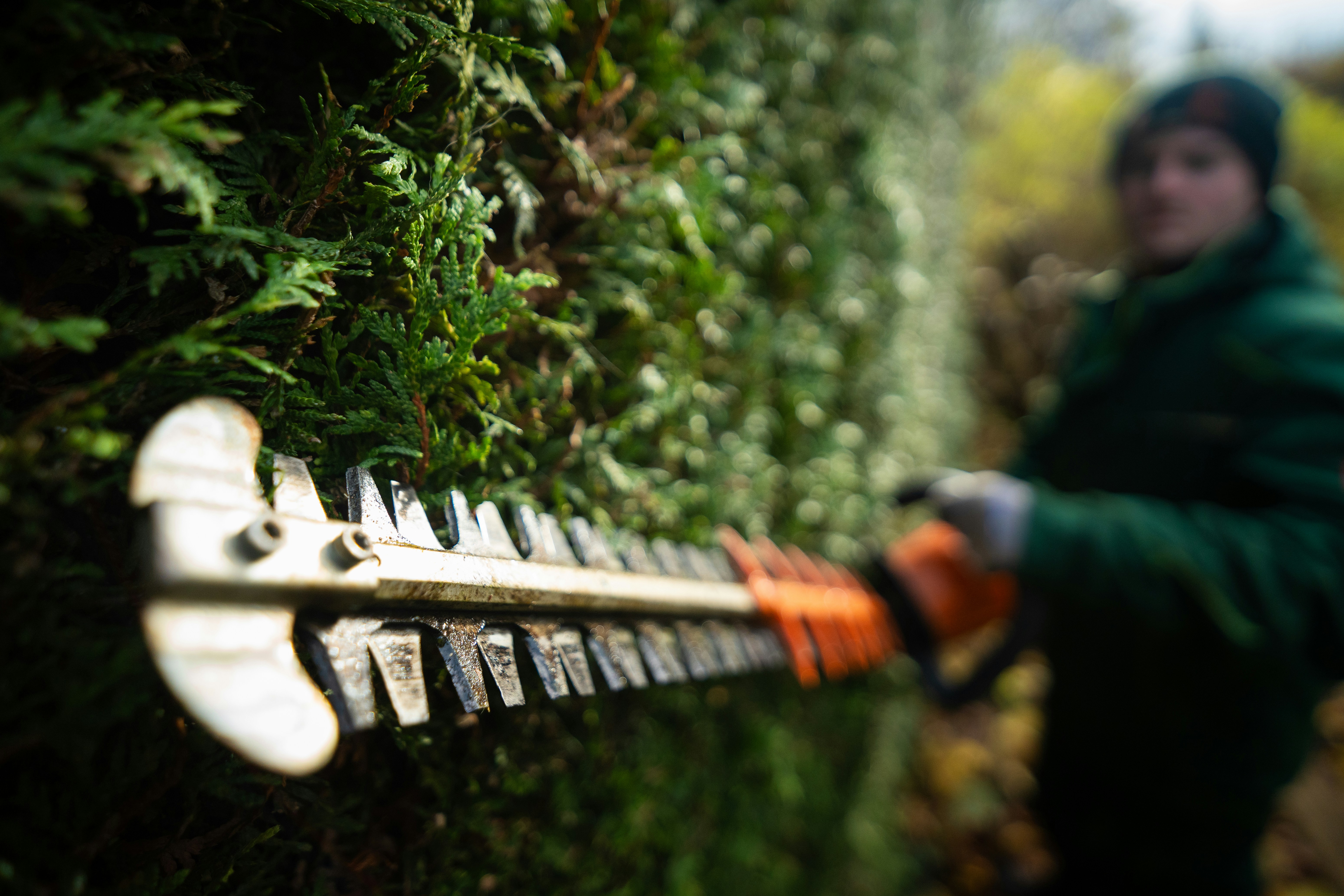 Expert hedge trimming with professional equipment